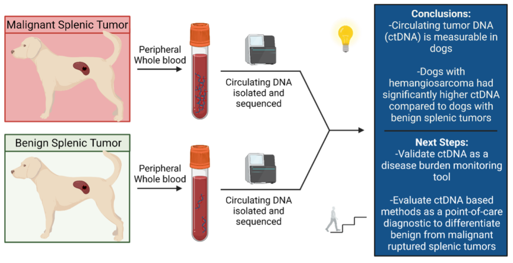 feasibility-of-circulating-tumor-dna-analysis-in-dogs-with-naturally